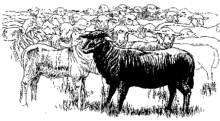 Black Sheep