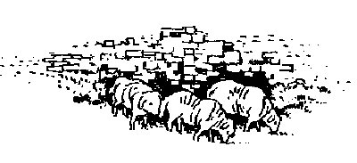 Sheep