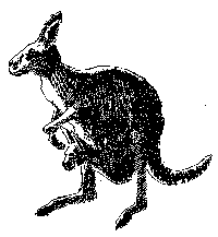 Kangaroo