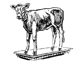 Sacred Cow